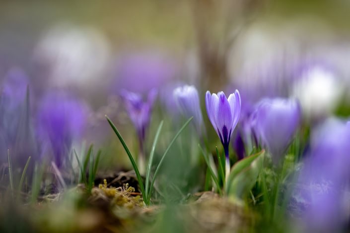 Krokus im Frühling 2021 einzeln fokussierter lila Krokus in einem Krokusfeld, fotografiert mit der Canon EOSR6 & RF 85mm f/1.2L USM