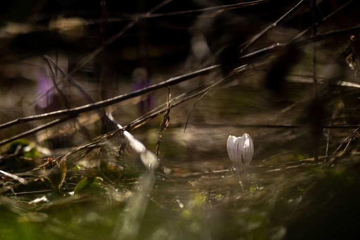 Frühlingserwachen- alt und neu auf einem Bild Frühlingserwachen - der Krokus wächst zwischen den Pflanzenresten vom Vorjahr Canon EOSR6 & RF 85mm f/1.2L USM