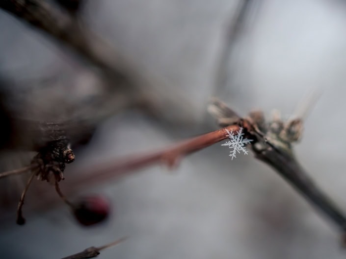 einzelne Schneeflocke Schneeflöckchen Weißröckchen - hab ewig gesucht bis ich so ne perfekte Schneeflocke gefunden hatte