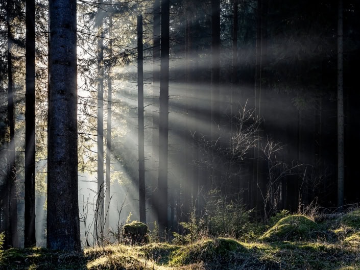 Licht & Schatten im Thüringer Wald Lichtspiel im Thüringer Wald, unweit vom Freibachtal bei Stützerbach