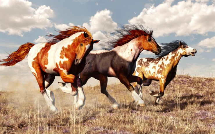 Mustang Advisors Review: Debt Consolidation Program Scores A + 8 roller shutter 1176050092