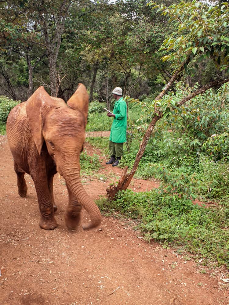 Returning to Sheldrick Wildlife trust Kenya