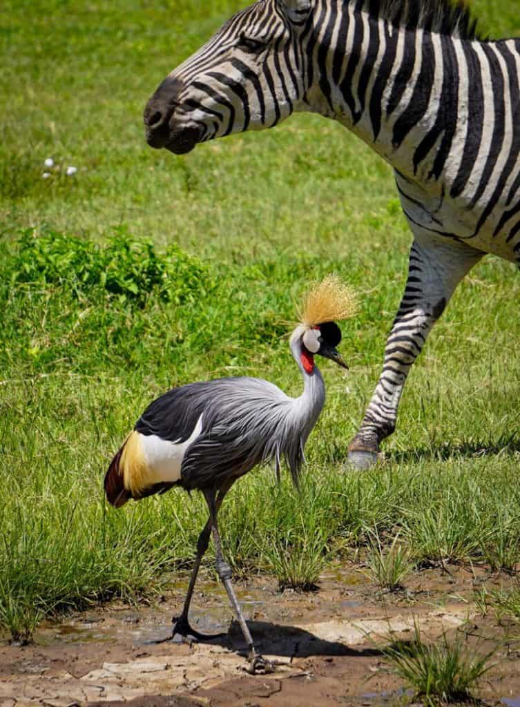 the Ngorongoro Crater in Tanzania.