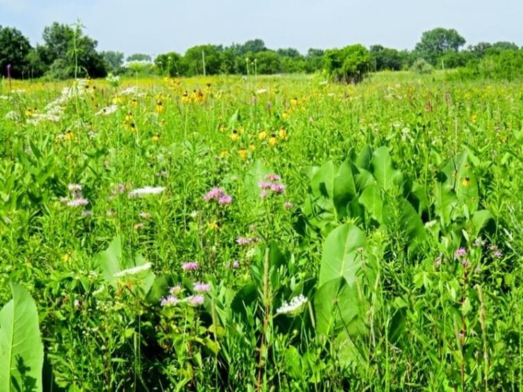 4 BEST CAMPSITES IN KANE COUNTY | CAMPING IN KANE COUNTY 2_2021 LeroyOakes