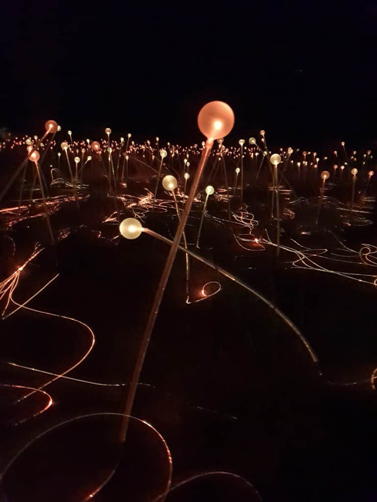 Flower like light stems in Outback Australia