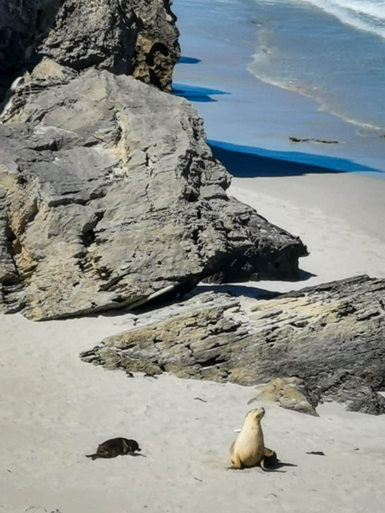 Seal Bay Kangaroo Island