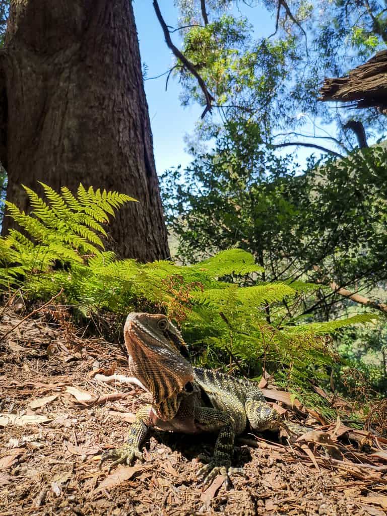 water dragon at Purling Brook falls