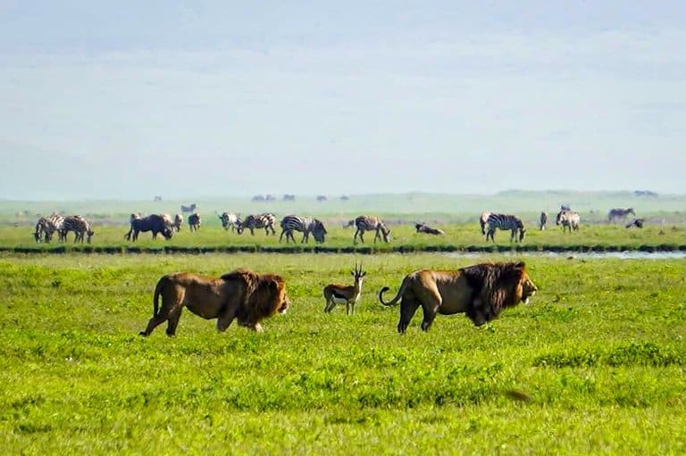 Lion at the Ngorongoro Crater in Tanzania.