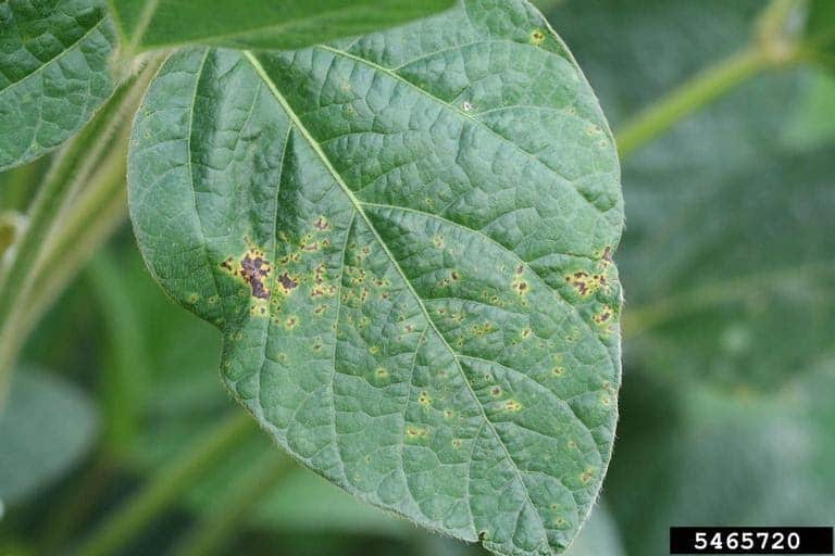 Folha de soja com sintomas de crestamento bacteriano causado pela bactéria Pseudomonas savastanoi pv. glycinea