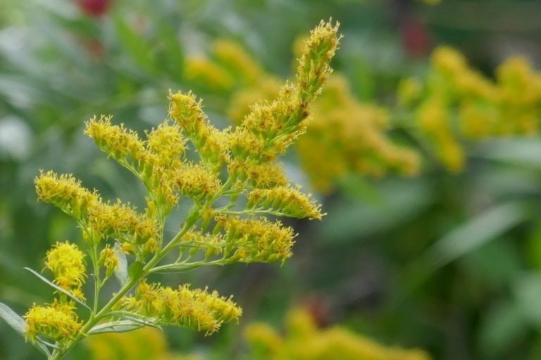 Pinebarren Goldenrod (Solidago fistulosa)