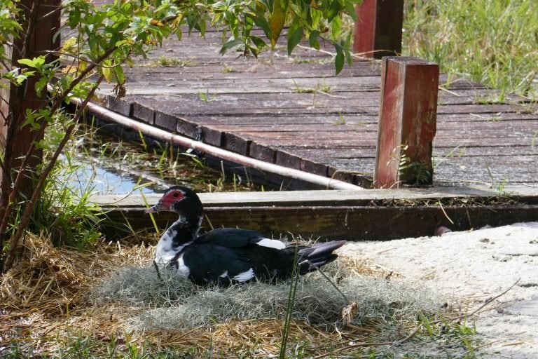 a female Muscovy duck sitting on a nest