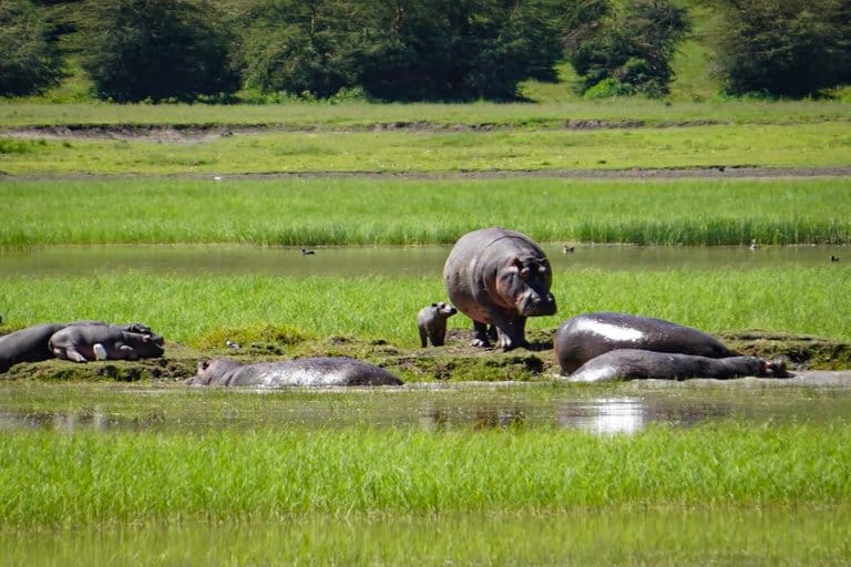 the Ngorongoro Crater in Tanzania.
