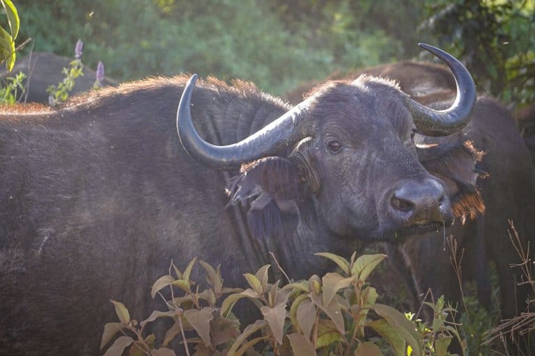 the Ngorongoro Crater in Tanzania.