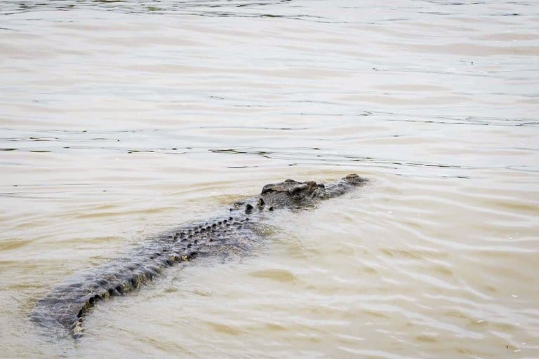 crocodile in the Adelaide River