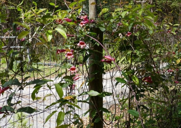 cross vine (Bignonia capreolata)