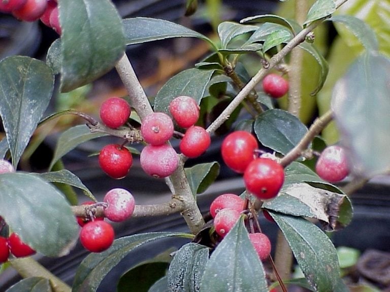 Ilex decidua Possumhaw holly