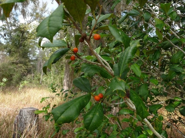 Ilex opaca American Holly