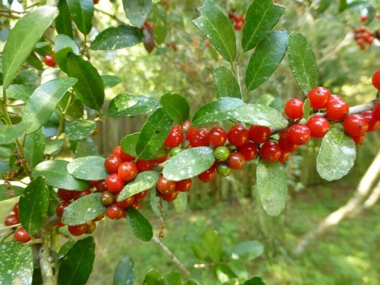 Ilex vomitoria Yaupon holly