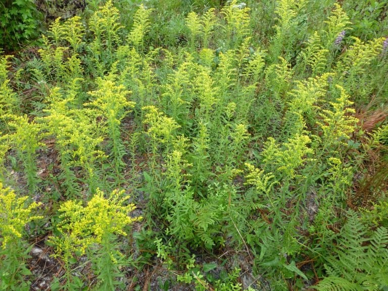 Pinebarren Goldenrod (Solidago fistulosa)