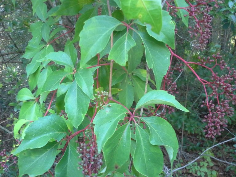 Virginia creeper (Parthenocissus quinquefolia)