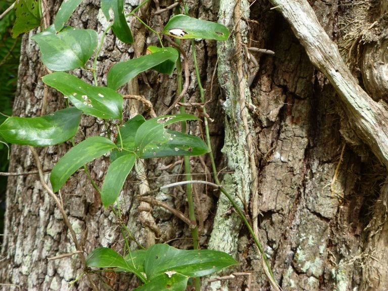 saw greenbrier leaves (Smilax bona-nox)