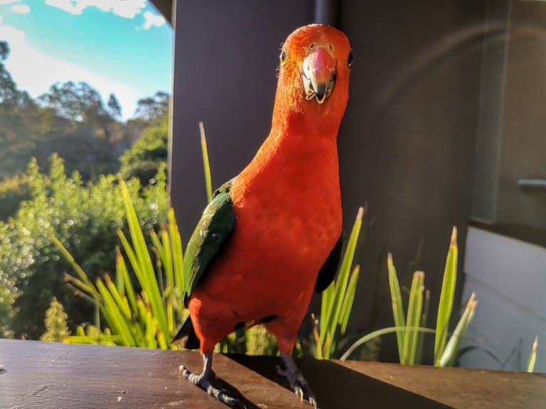 Parrot