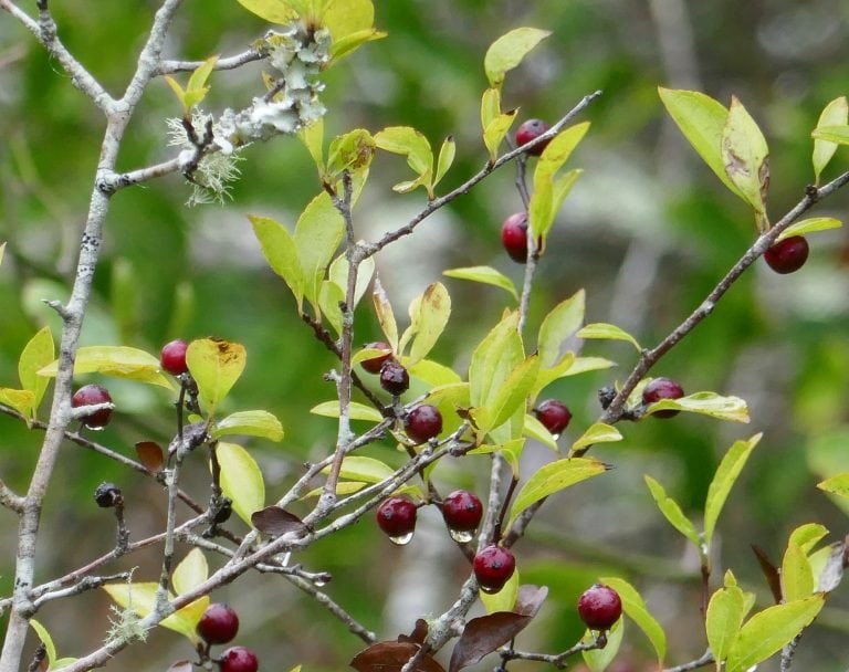 Ilex ambigua Carolina Holly