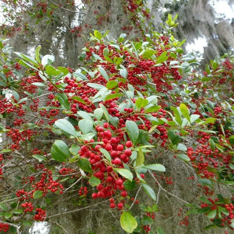 Ilex cassine Dahoon Holly