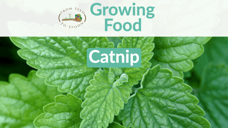 Cats Archives From Seed To Spoon Vegetable Garden Planner Mobile App