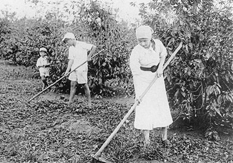 imigrantes japoneses