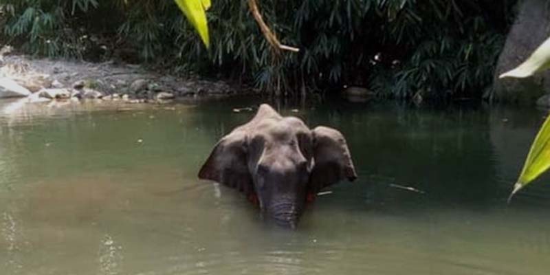 Elephant Killing by Feeding Explosive Astounded Humanity