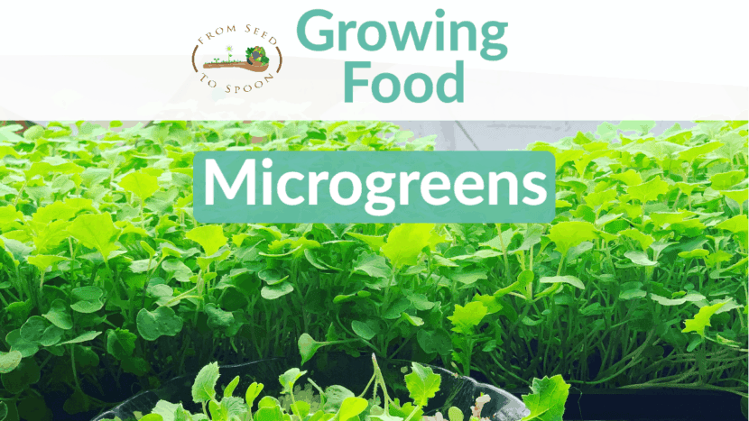How We Grow And Use Microgreens To Super Charge Our Meals With