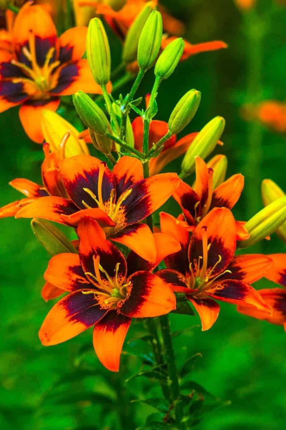 Bring the outdoors in with these Five Perennials To Grow In Your Cut Flower Garden. Grow your own cut flower garden. These best perennials for a cutting garden are easy to grow.