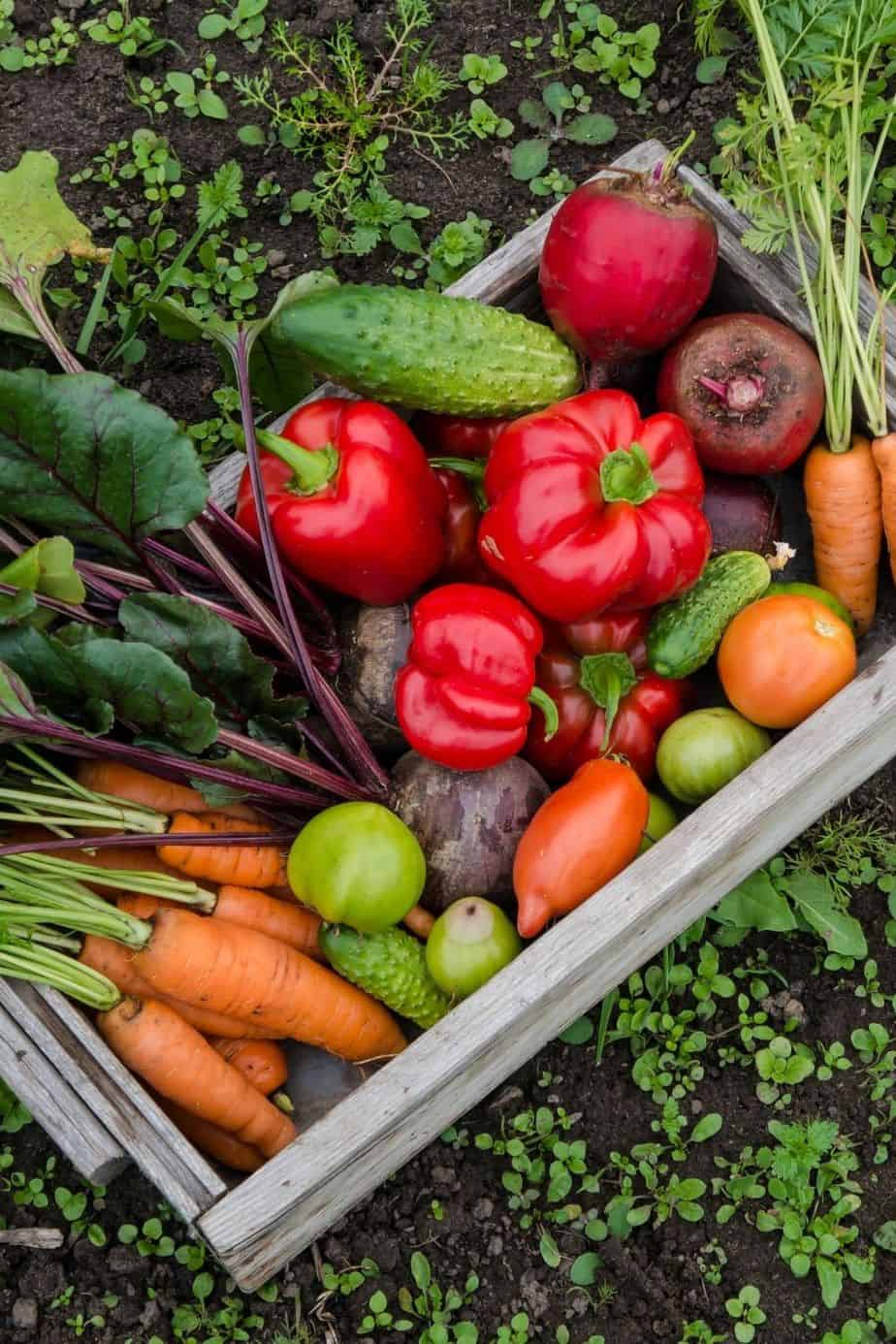 How To Grow A Fall Vegetable Garden