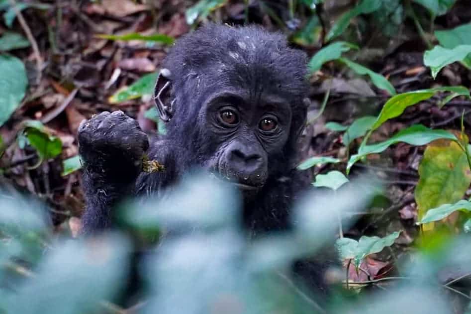 Uganda gorilla trek