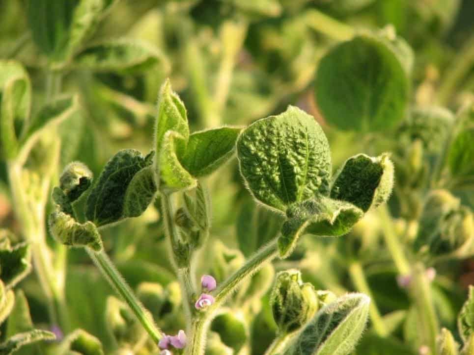 Plantas de soja com sintomas de encarquilhamento: folhas rugosas e retorcidas