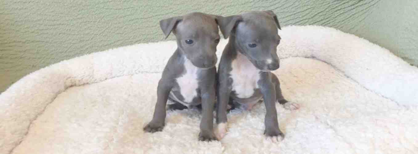 価格28 ９万円からイタリアングレーハウンド イタグレ の専門ブリーダー 我が家で生まれた子犬だけをご紹介します