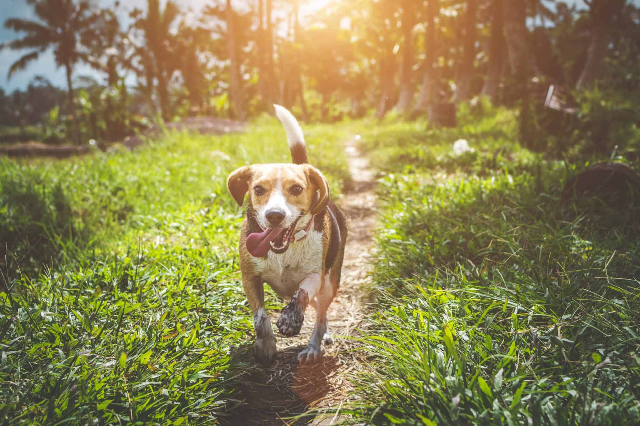 Top Tips to Keep Your Pets Healthy
