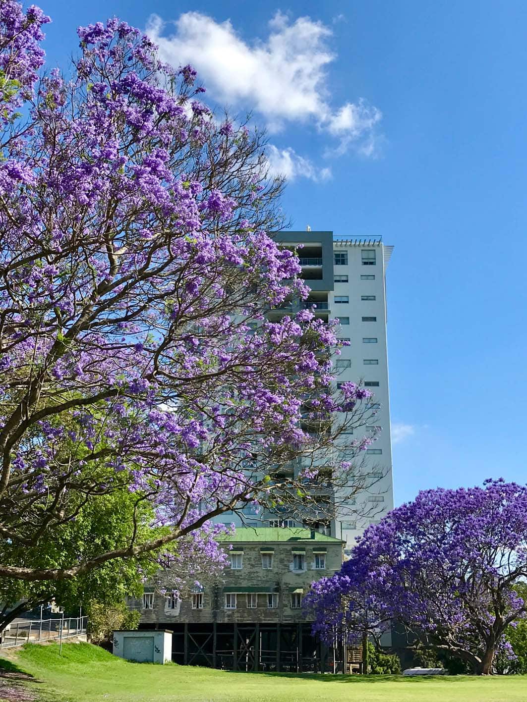 Jacarandas in Ipswich