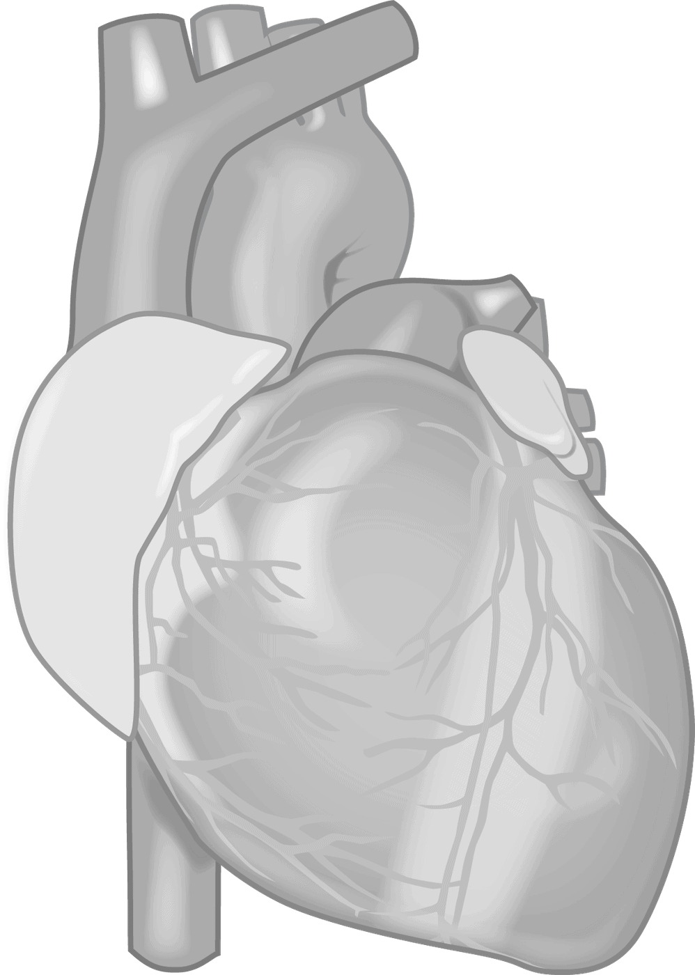 human heart, your heart