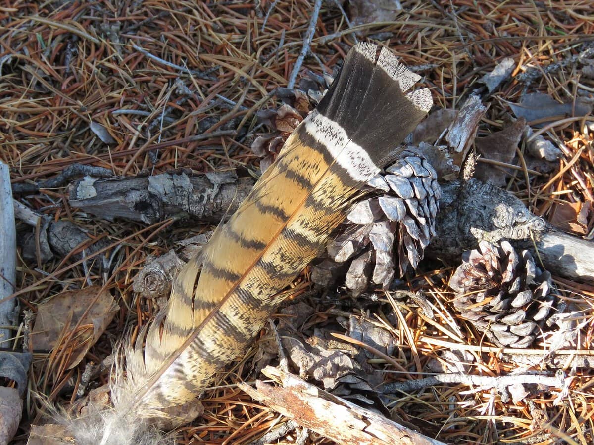 grouse feather on the ground, A found feather
