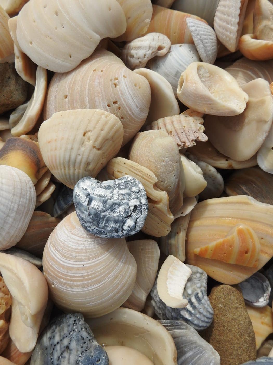 Close-up of beach shells at Padre Island National Seashore, a shell ... found it on a beach