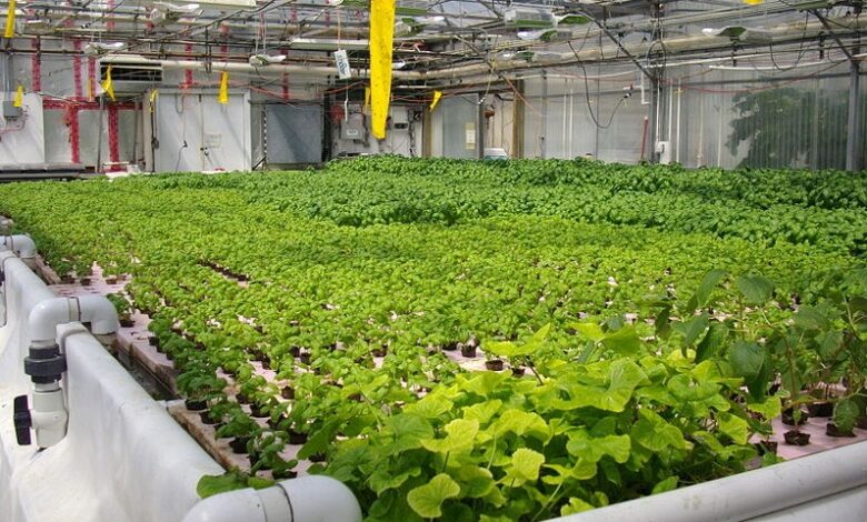 8 Delicious Vegetables To Grow In Your Aquaponics System Home Mum