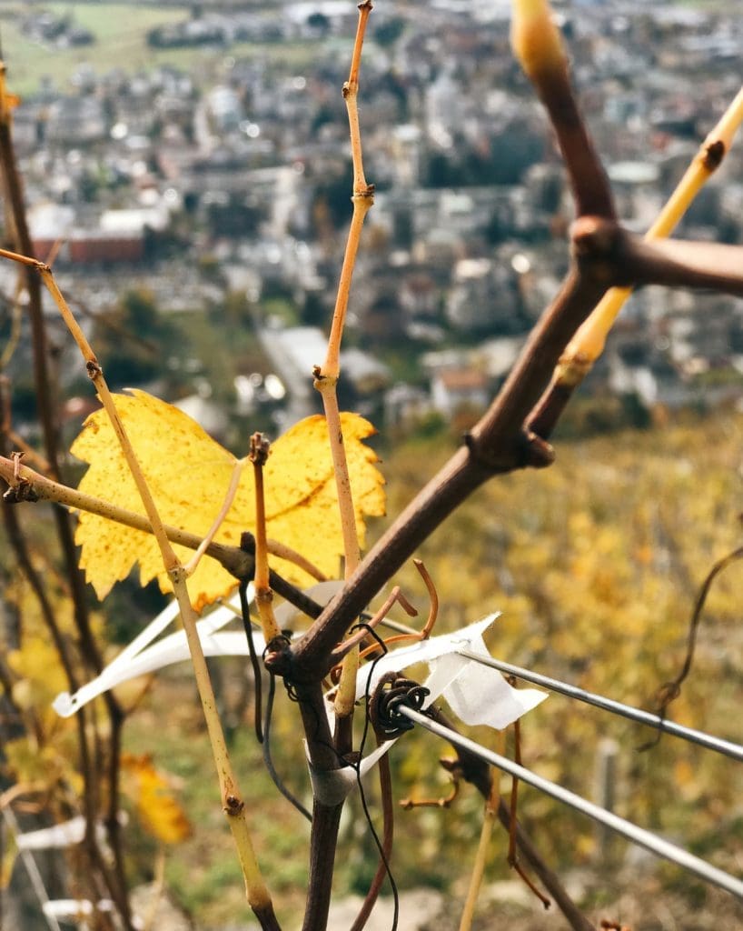 Vigne Castel Grumello