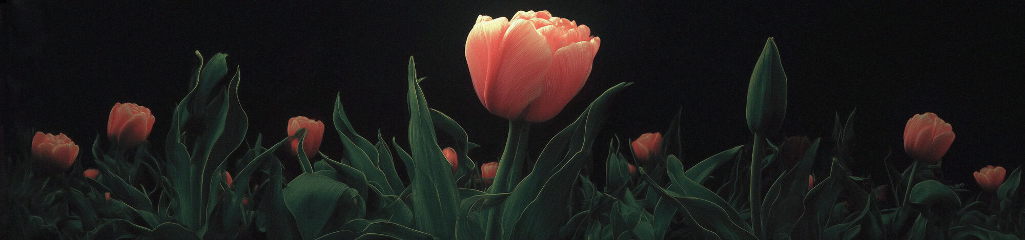 Tulip