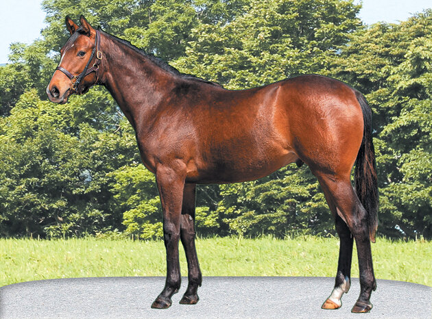 【ラビルキン2020】(牡)~血統診断-馬場・距離適性-~サラブレッドクラブライオン 【ラビルキン2020】(牡)~血統診断-馬場・距離適性-~サラブレッドクラブライオン