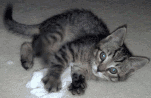 The Kitten, The Click-bait, The Russian and the Buzzfeed Lawsuit The Kitten, The Click-bait, The Russian and the Buzzfeed Lawsuit