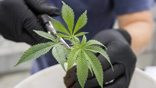 Sheppard Mullin Launches Cannabis Industry Team 3 Sheppard Mullin Launches Cannabis Industry Team 1