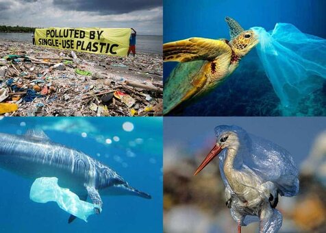 single-use-plastic-bag-pollution-waste-environment-animals