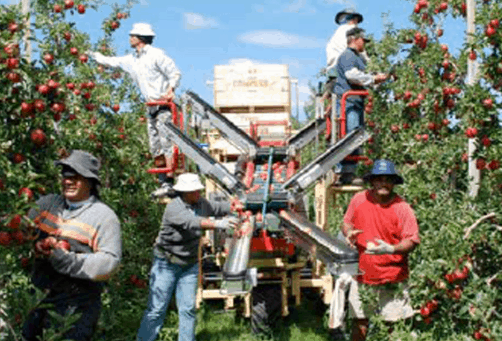Migrant worker rights in NZ, time to set the record straight 3 Migrant worker rights in NZ, time to set the record straight 3